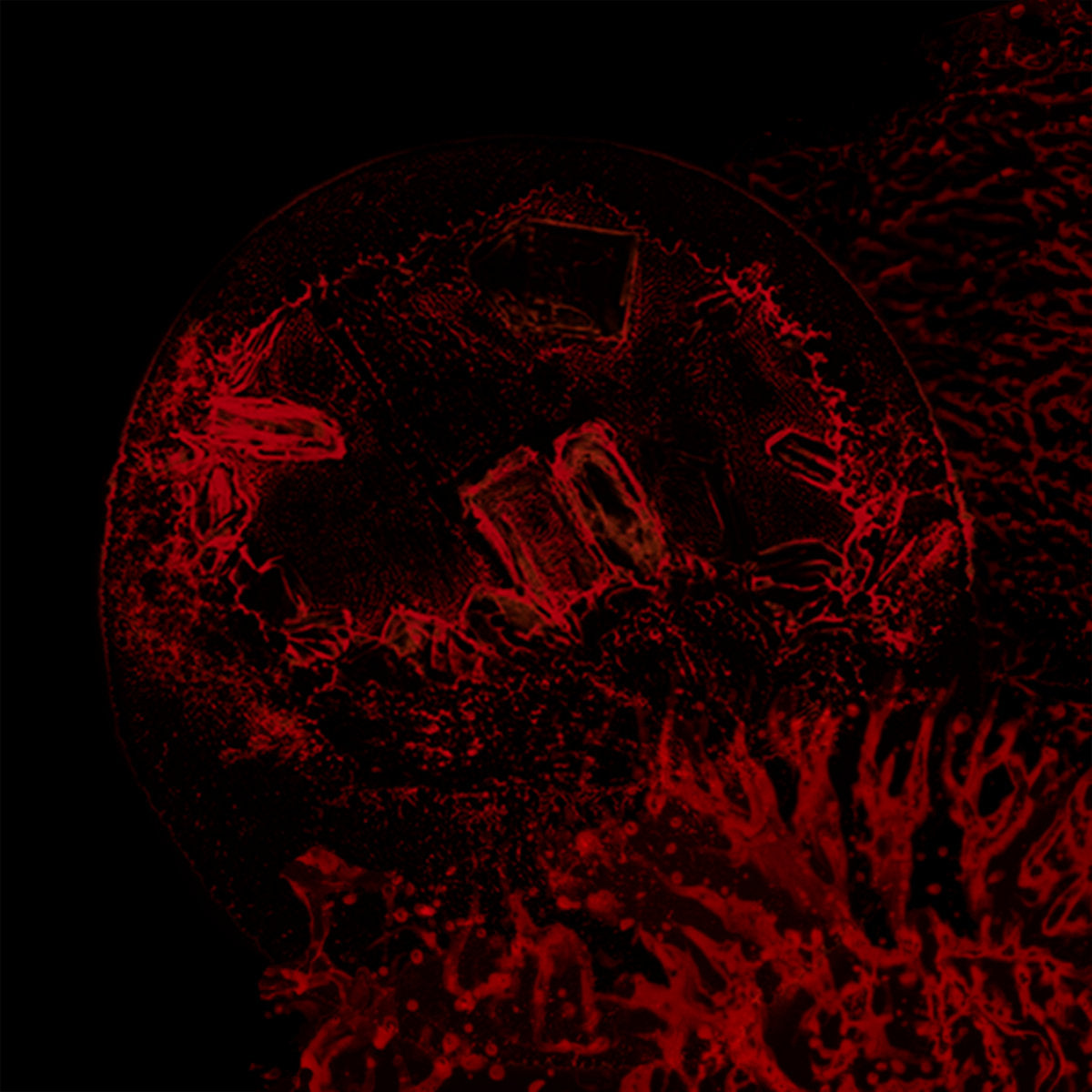 Impure Declaration - Of Veins, Tendons And Bones CD