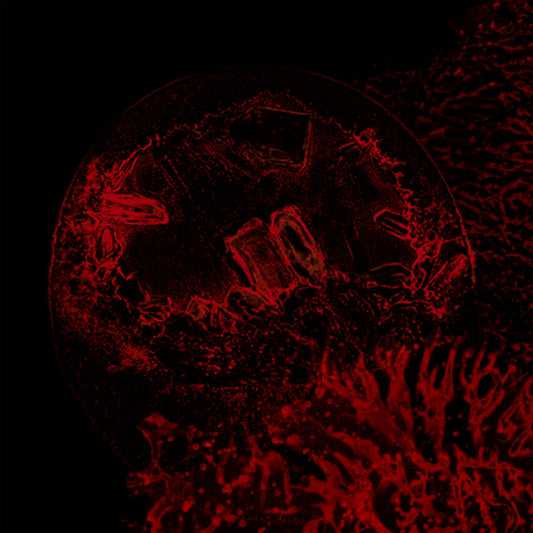 Impure Declaration - Of Veins, Tendons And Bones CD